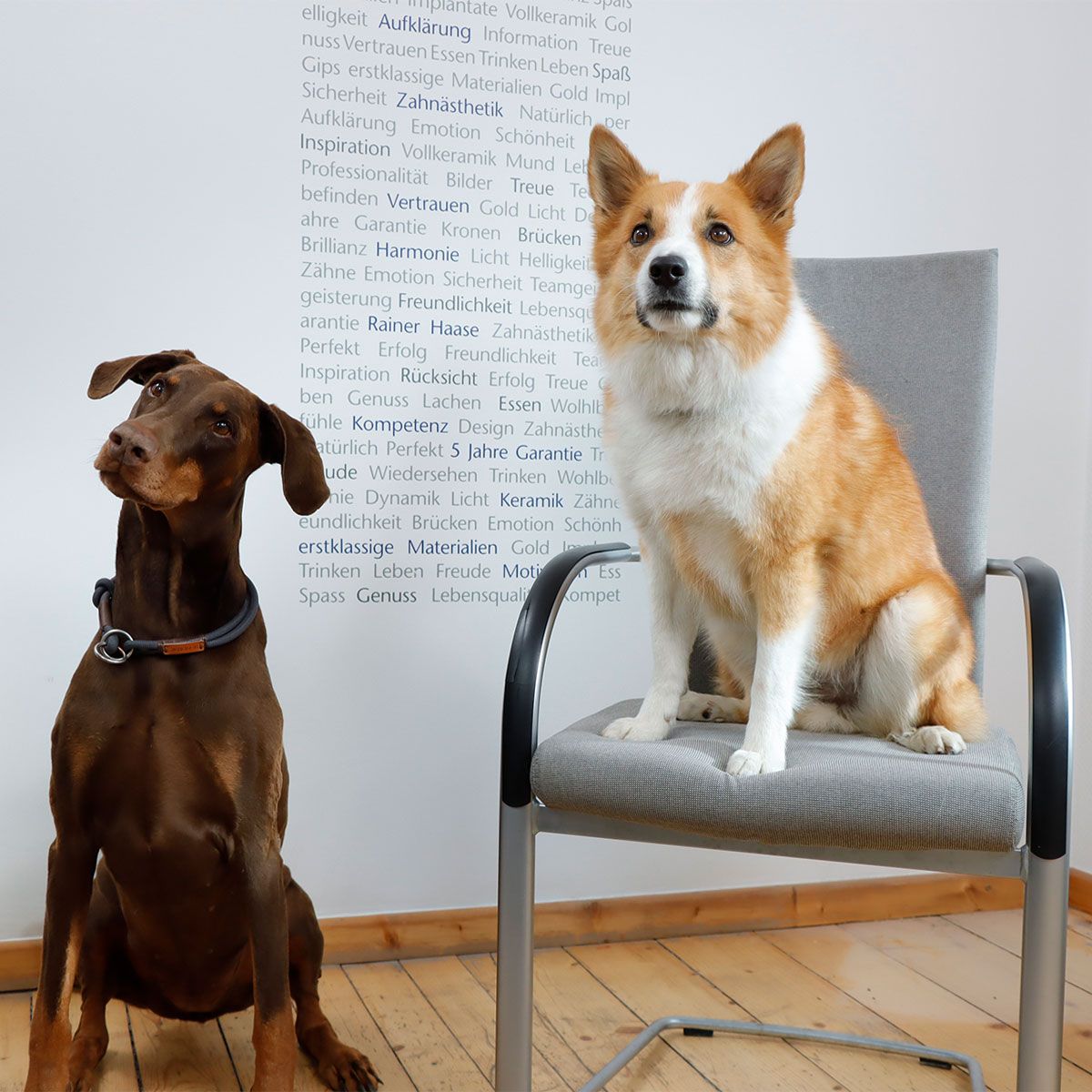 Bild: Zwei Laborhunde Samu und Phinya